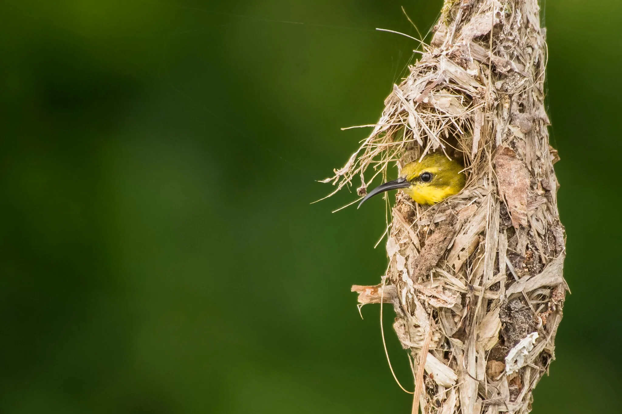Bird S Nest