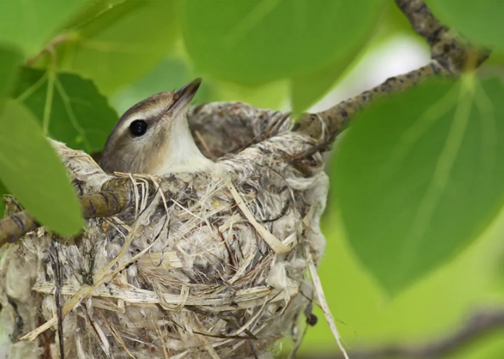 Birds Nest About Birds Nest