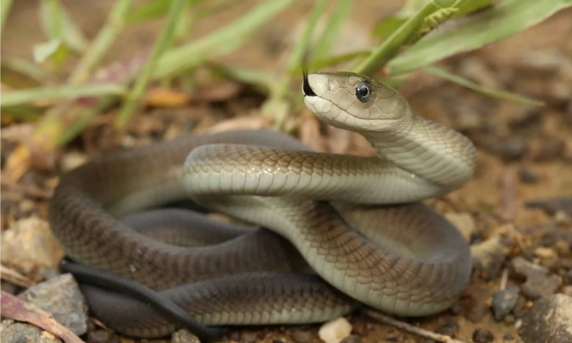 Black Mamba Pictures Az Animals
