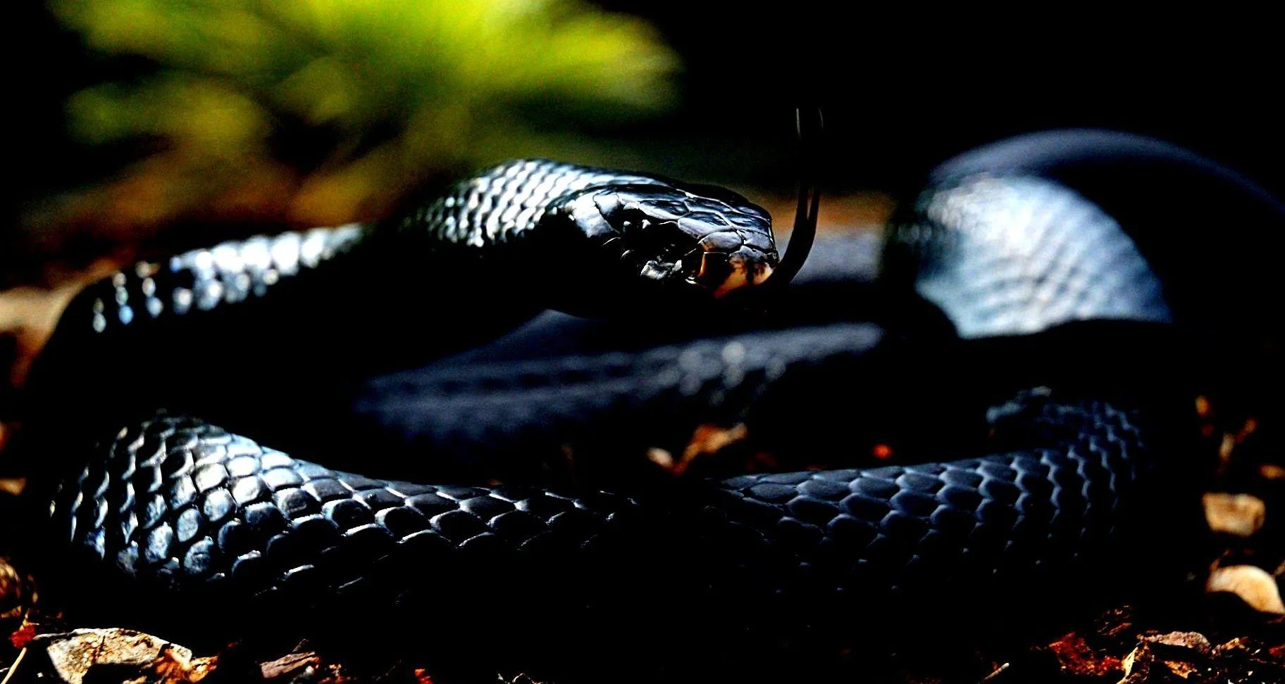 Black Mamba Wallpapers Wallpaper Cave