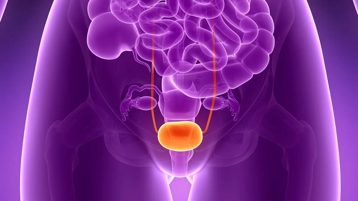 Bladder Facts Function Diseases Live Science