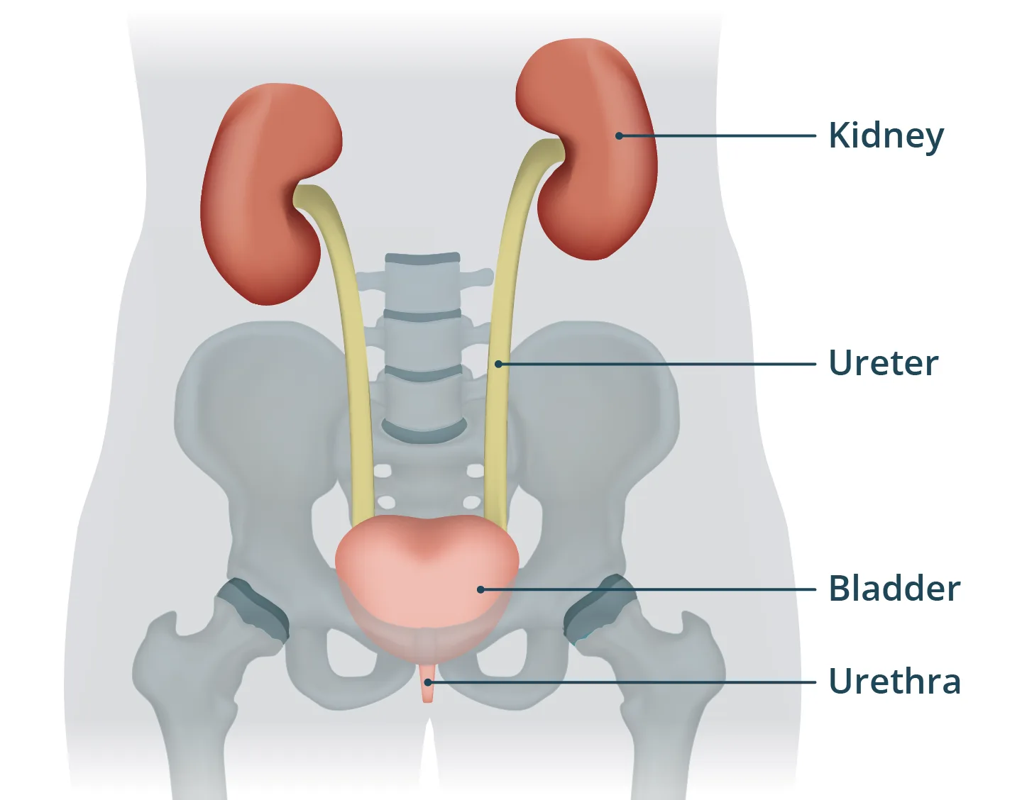 Bladder Healthdirect