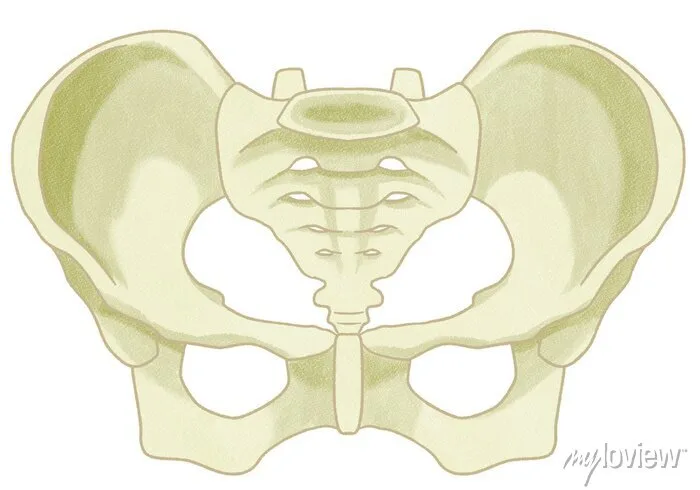 Blank Female Pelvis Anatomy Front View Unlabeled Diagram Transparent Wall Stickers Orthopedics