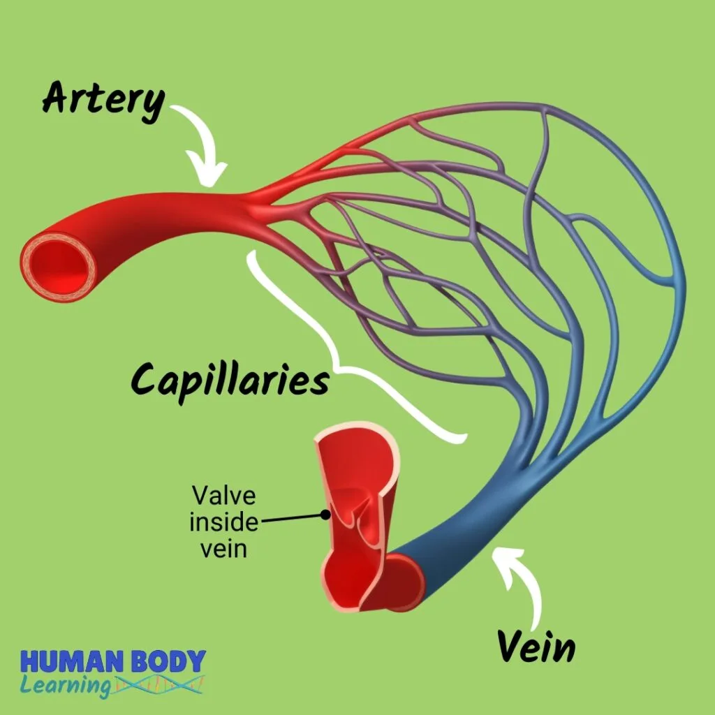 Blood Vessels Diagram For Kids