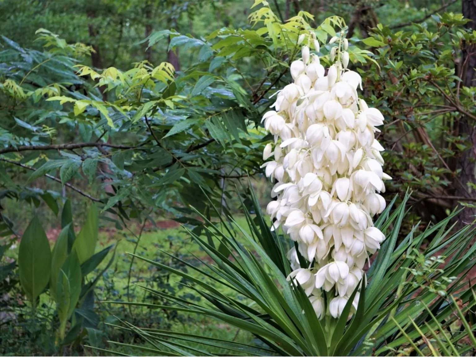 Blooms On Yucca Plants Why Won T My Yucca Plant Flower