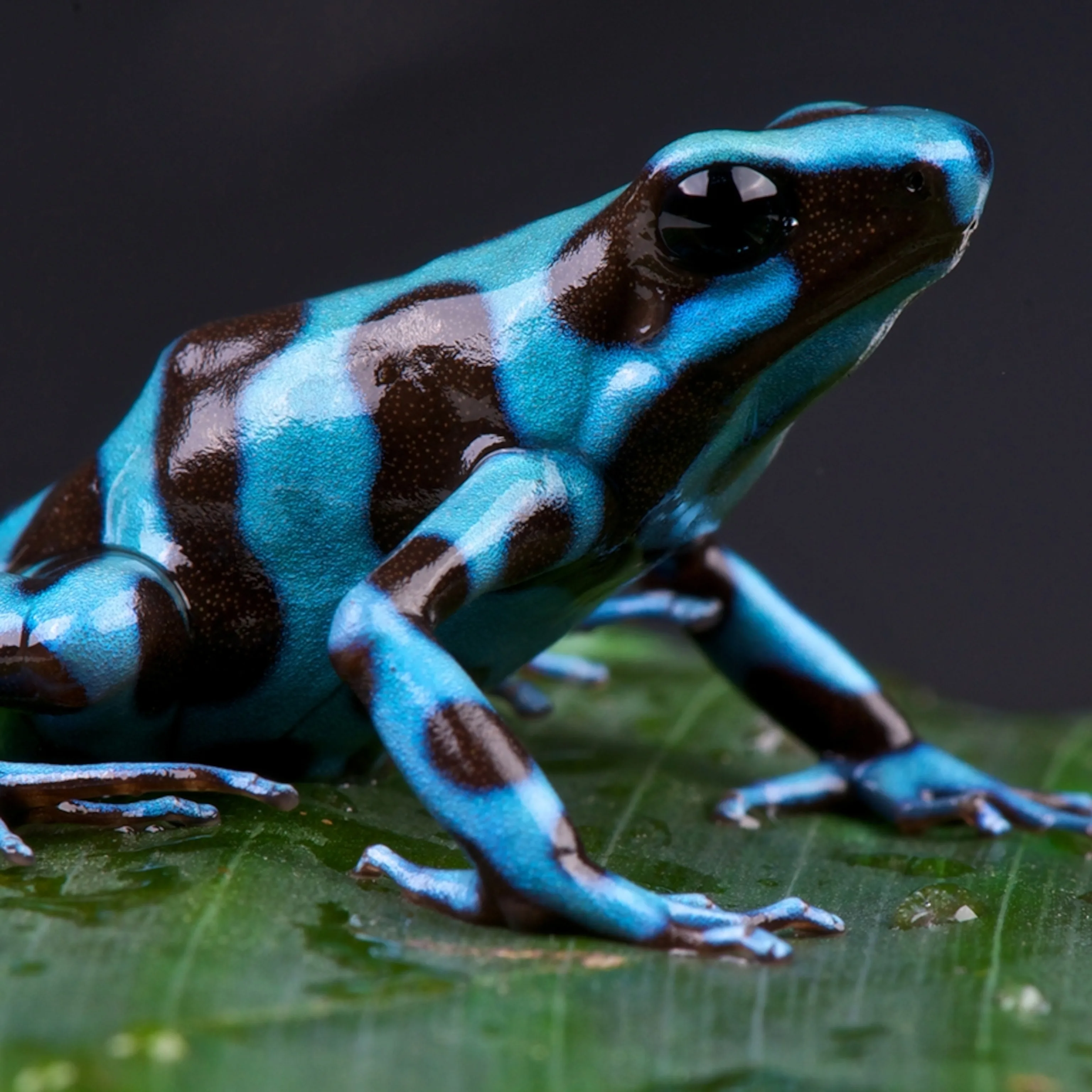 Blue Tropical Rainforest Frogs