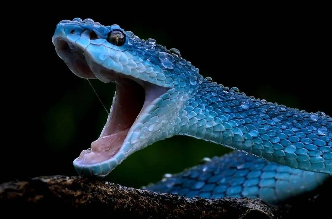 Blue Viper Snake
