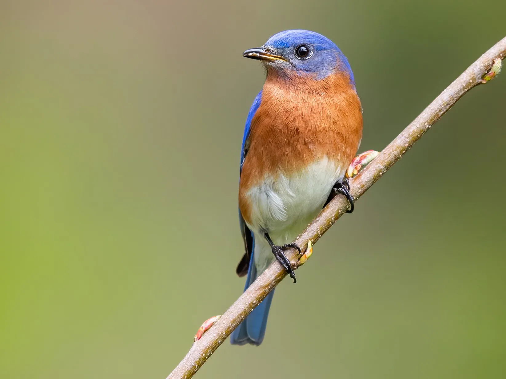 Bluebird