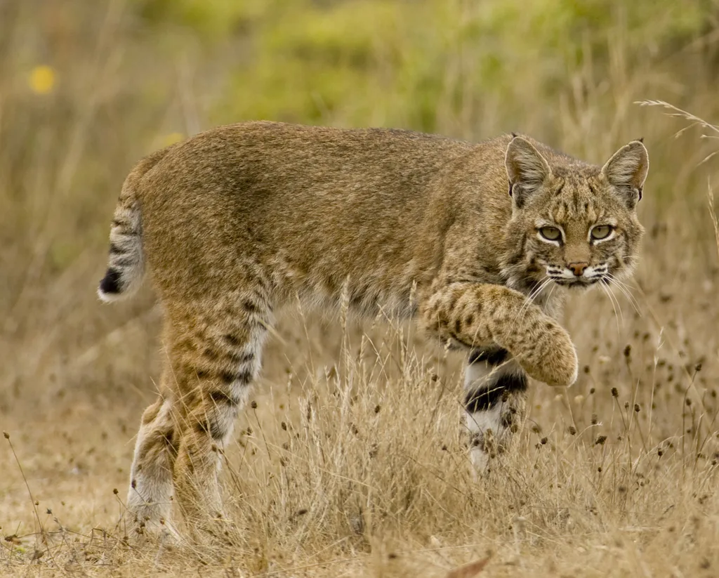 Bobcat Animal Tracks And Signs By Beartracker Wildlife Tracking Inaturalist