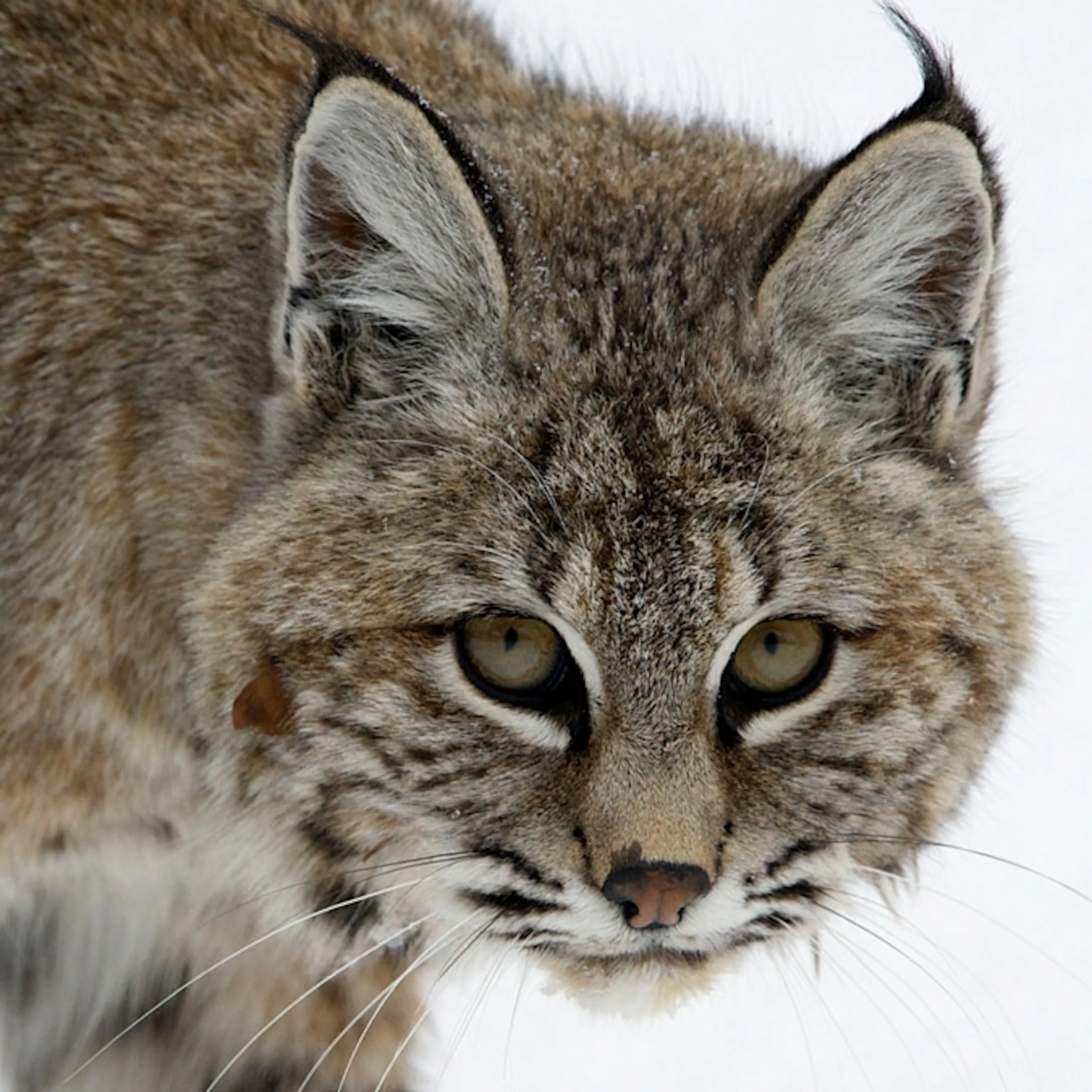 Bobcat