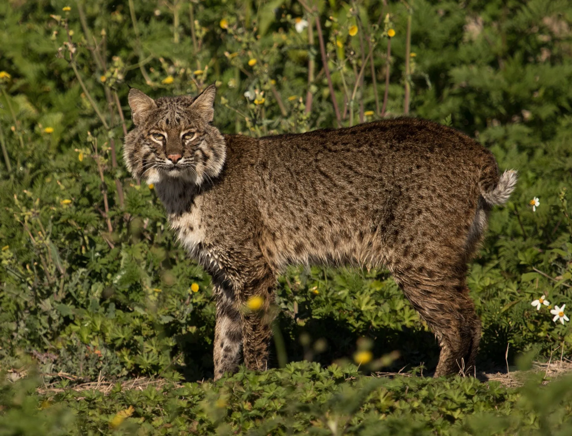 Bobcat Florida Wildlife Federation