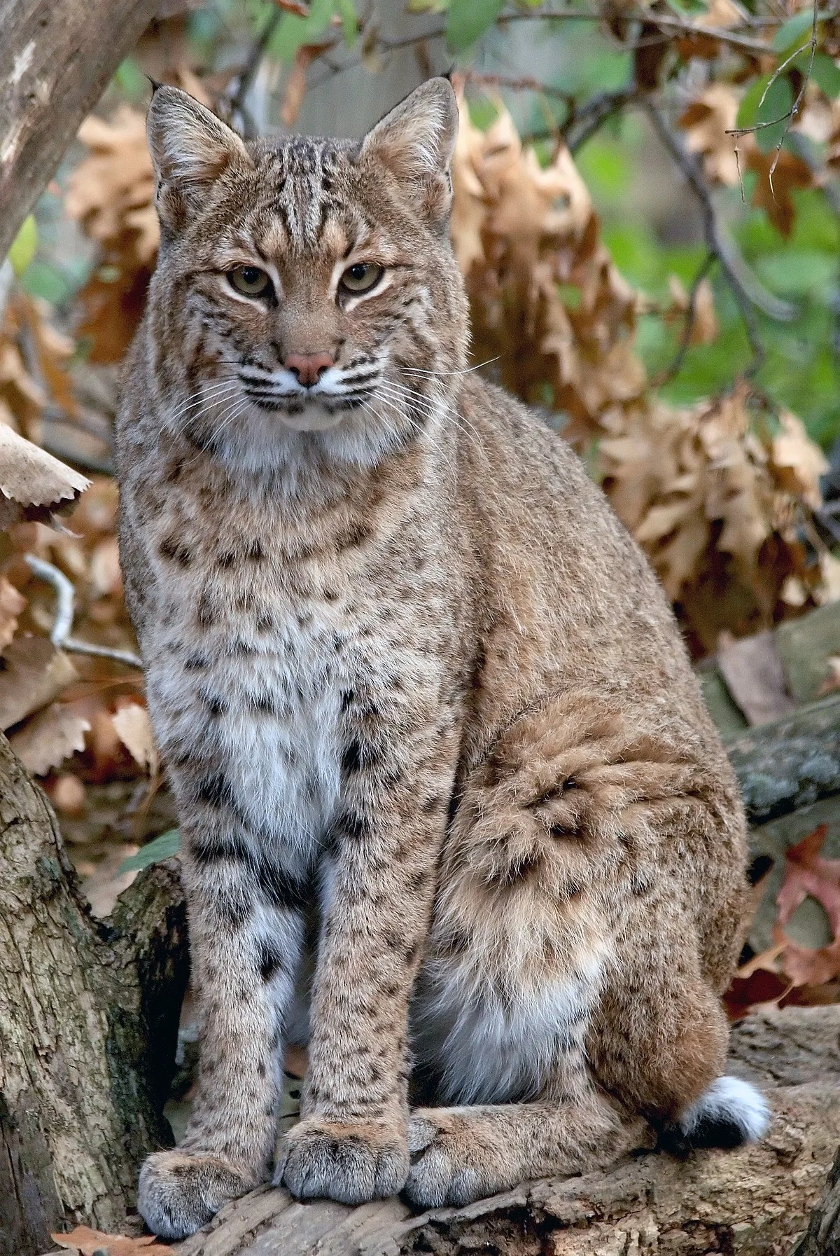 Bobcat Wikipedia