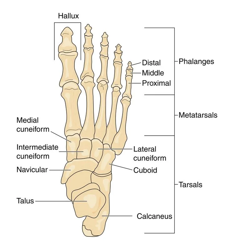 Bones Of Ankle And Foot Labeled Diagram