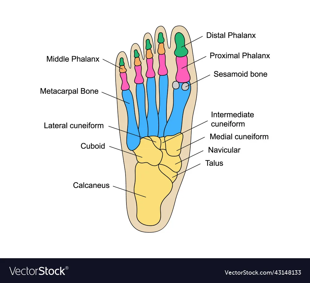 Bones Of Foot Labeled Diagram Poster Zazzle