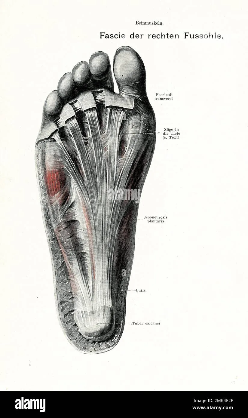 Bottom Of Foot Diagram