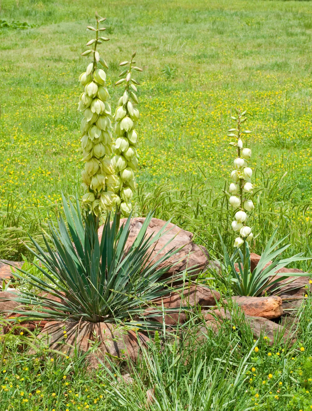 Broadleaf Yucca Colorado S Wildflowers