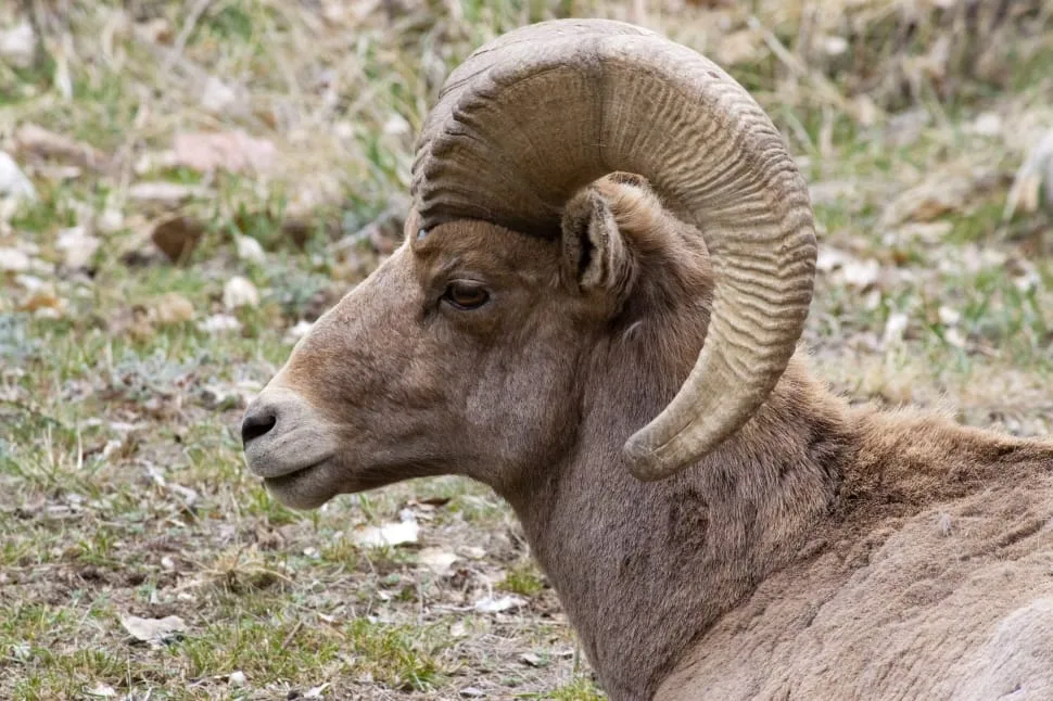 Brown Ram Goat Free Image Peakpx