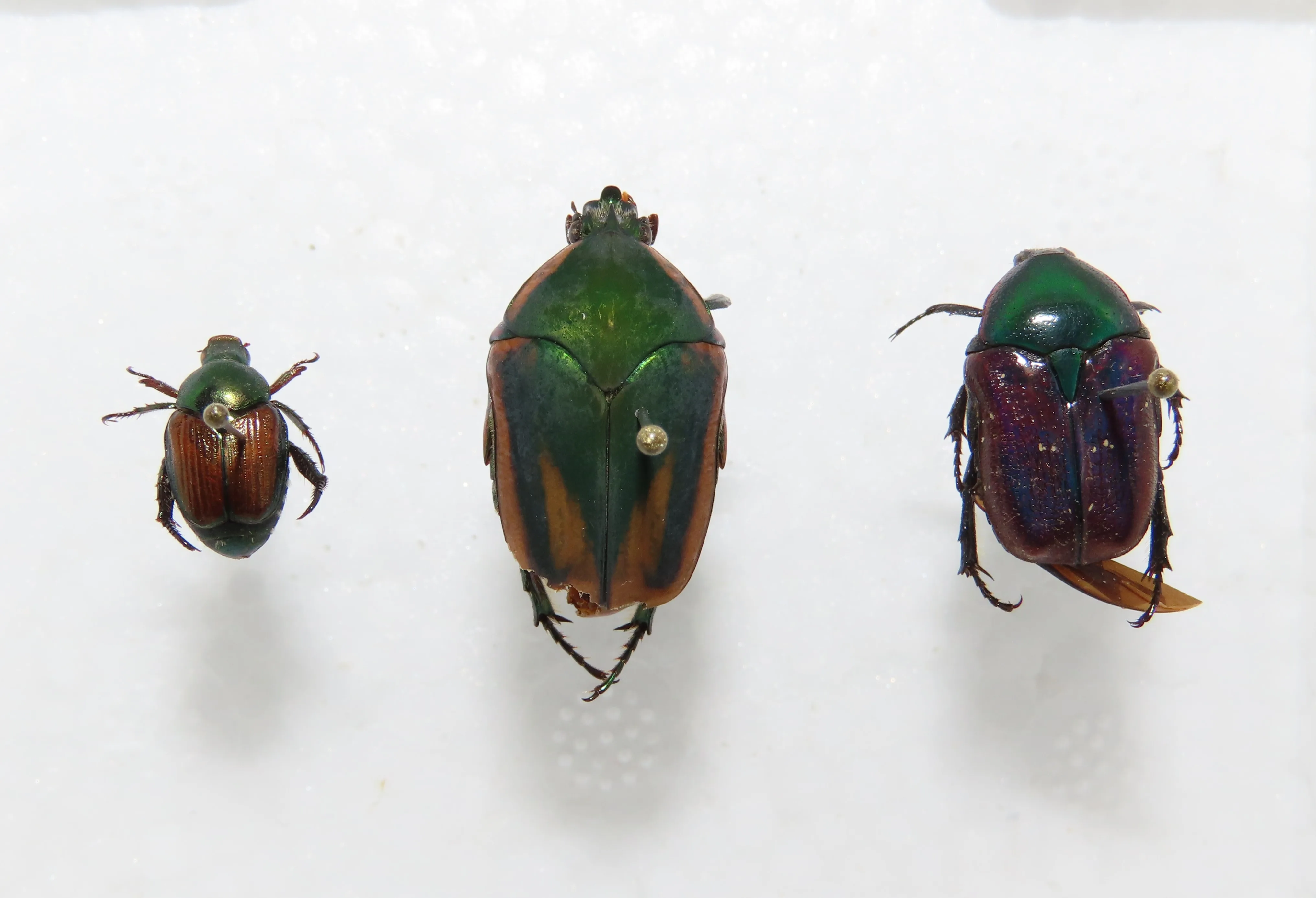 Bug Eric What Is And Is Not A Japanese Beetle