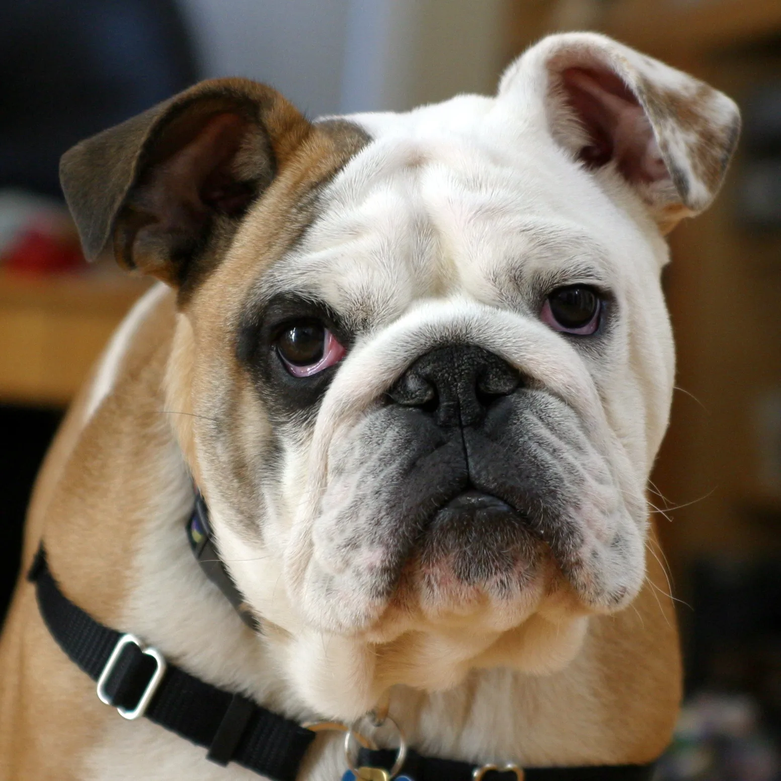 Bulldog Breed Guide Learn About The Bulldog