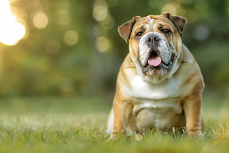 Bulldog Breed Personality Traits Facts Great Pet Care