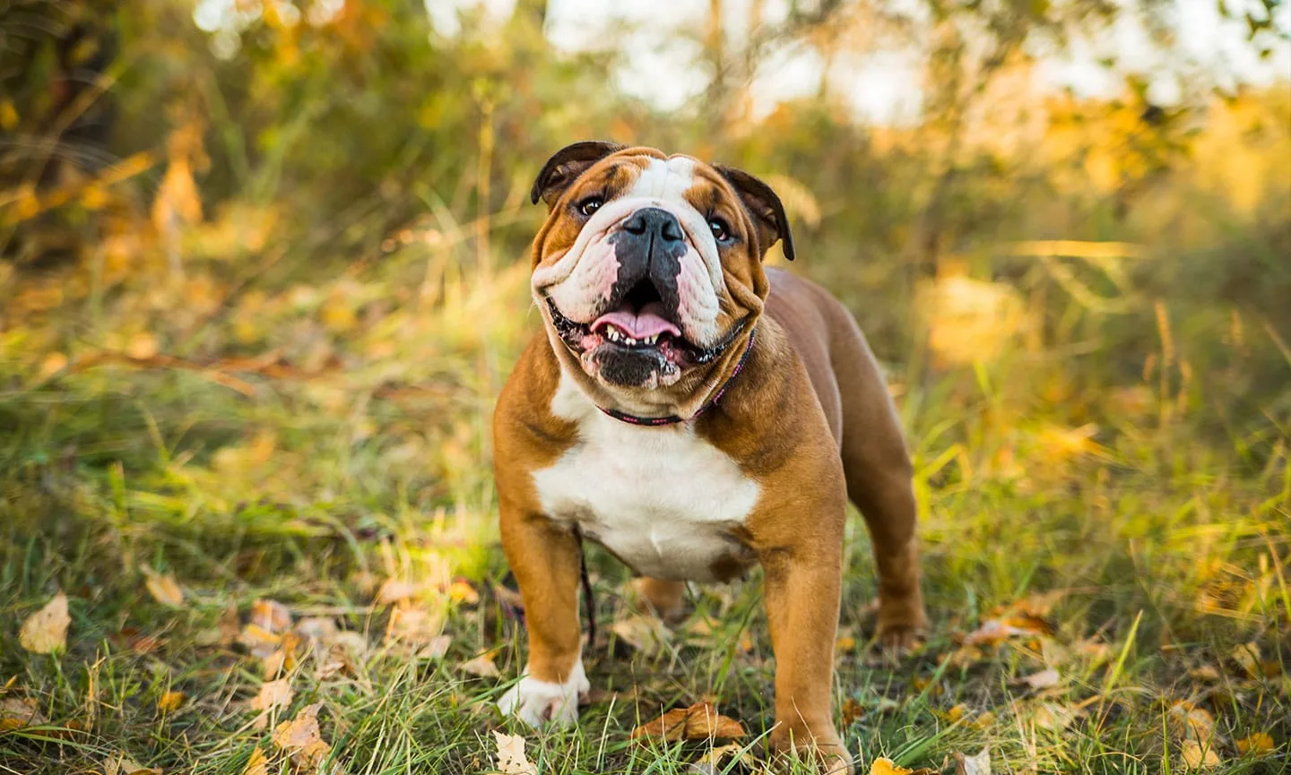 Bulldog Breed Traits Care Health And History Bechewy