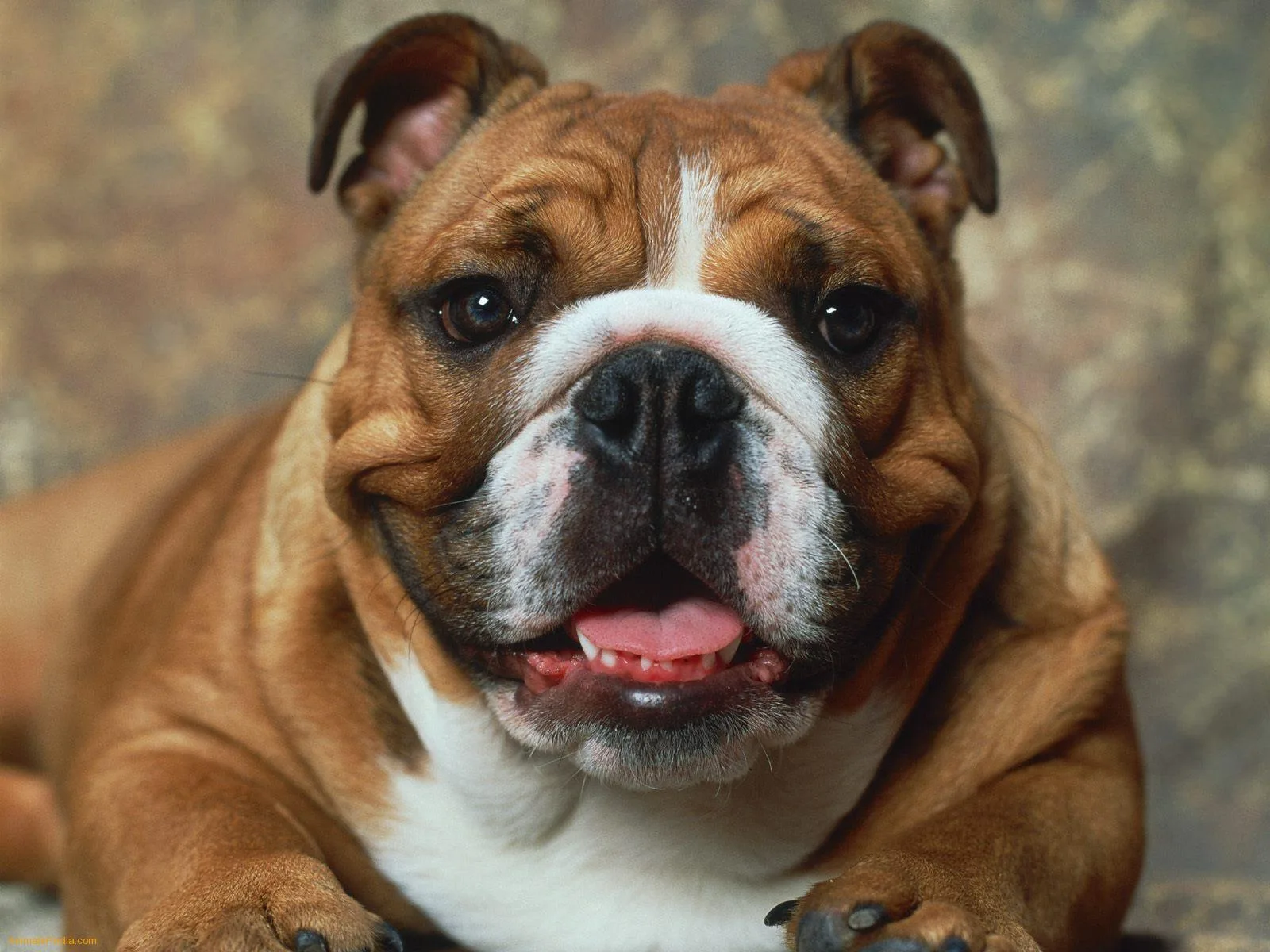 Bulldog Bulldog Inglés Razas Perros Mascotas