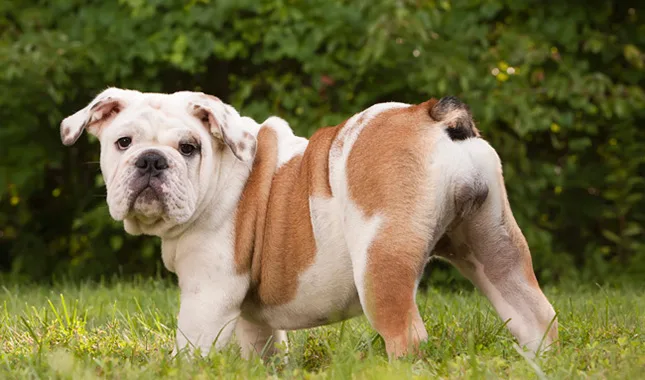 Bulldog Dog Breed Information