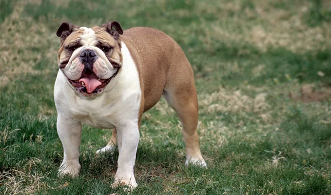 Bulldog Dog Breed Information
