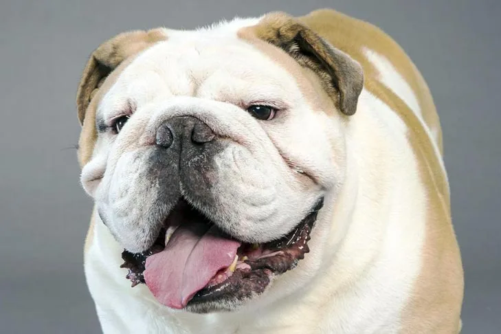 Bulldog Dog Breed Information American Kennel Club
