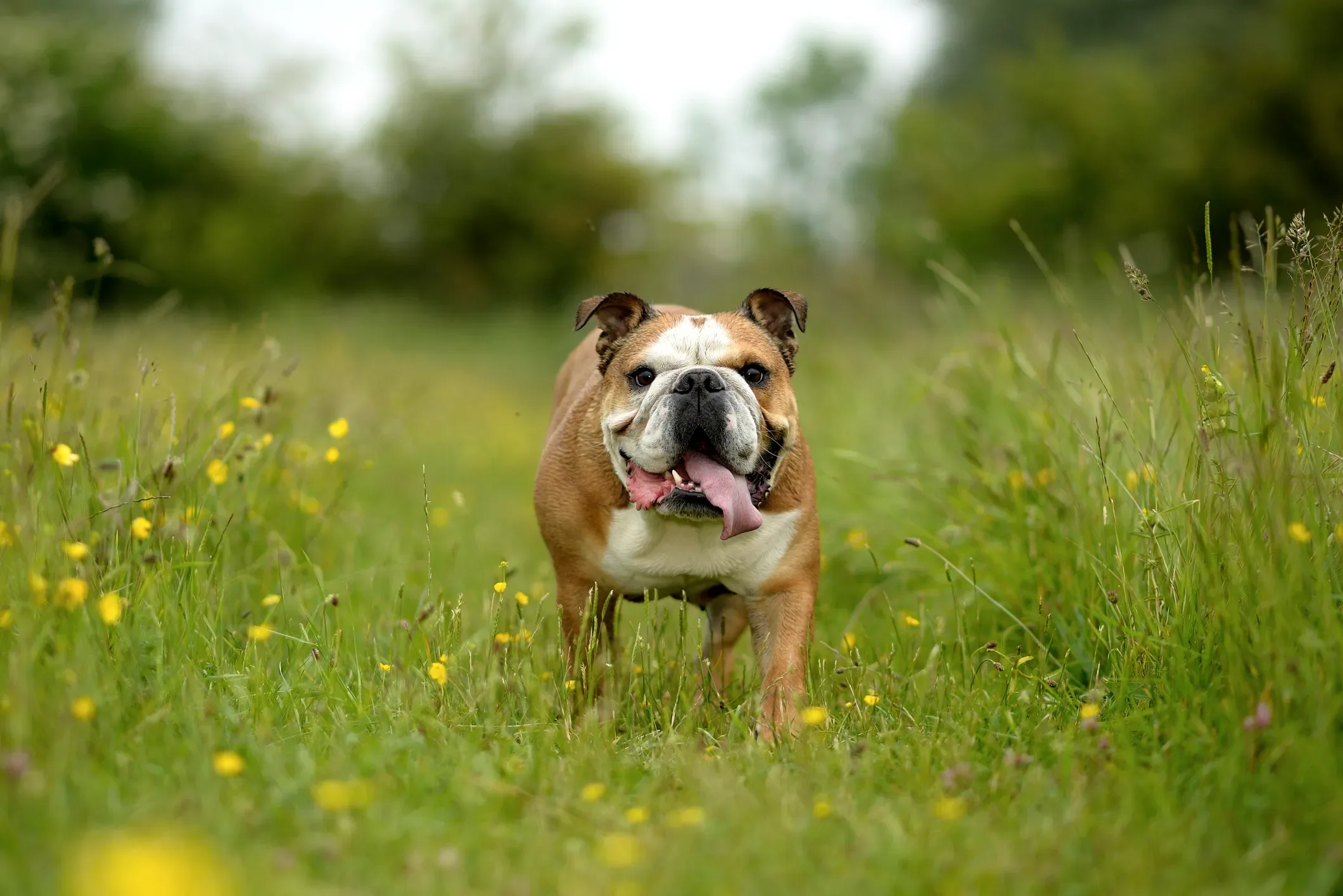 Bulldog Dog Breed Information Characteristics