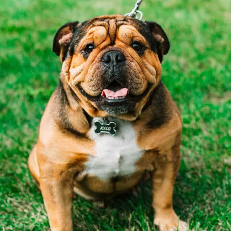 Bulldog History This Breed Has Surely Come A Long Way Farmvina