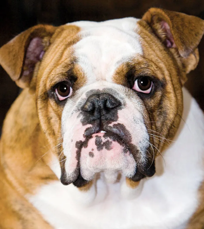 Bulldog Inglese Market Tay