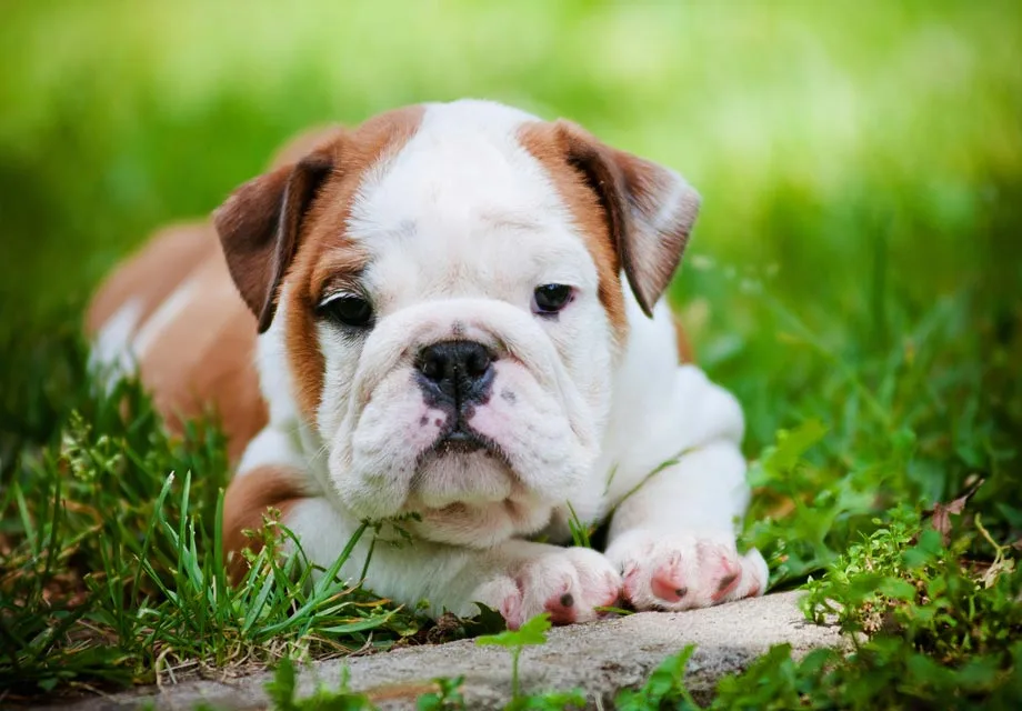 Bulldog Puppies For Sale Akc Puppyfinder