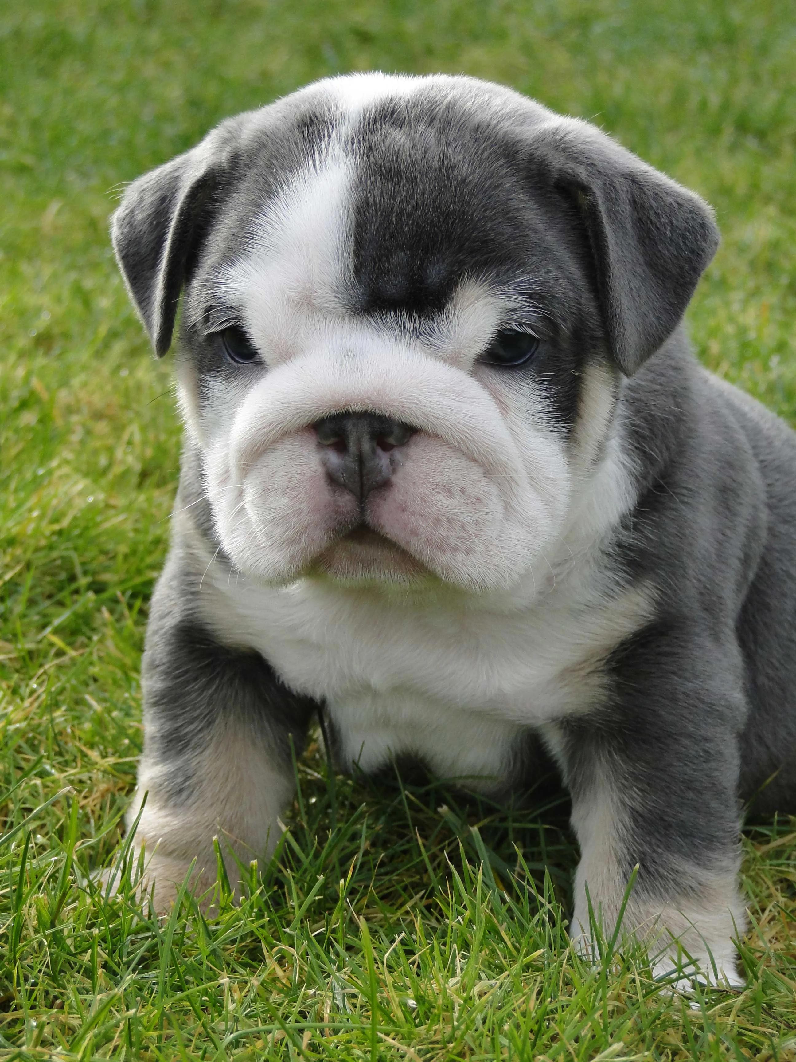 Bulldog Puppies Rescue Pictures Information Temperament Characteristics Animals Breeds