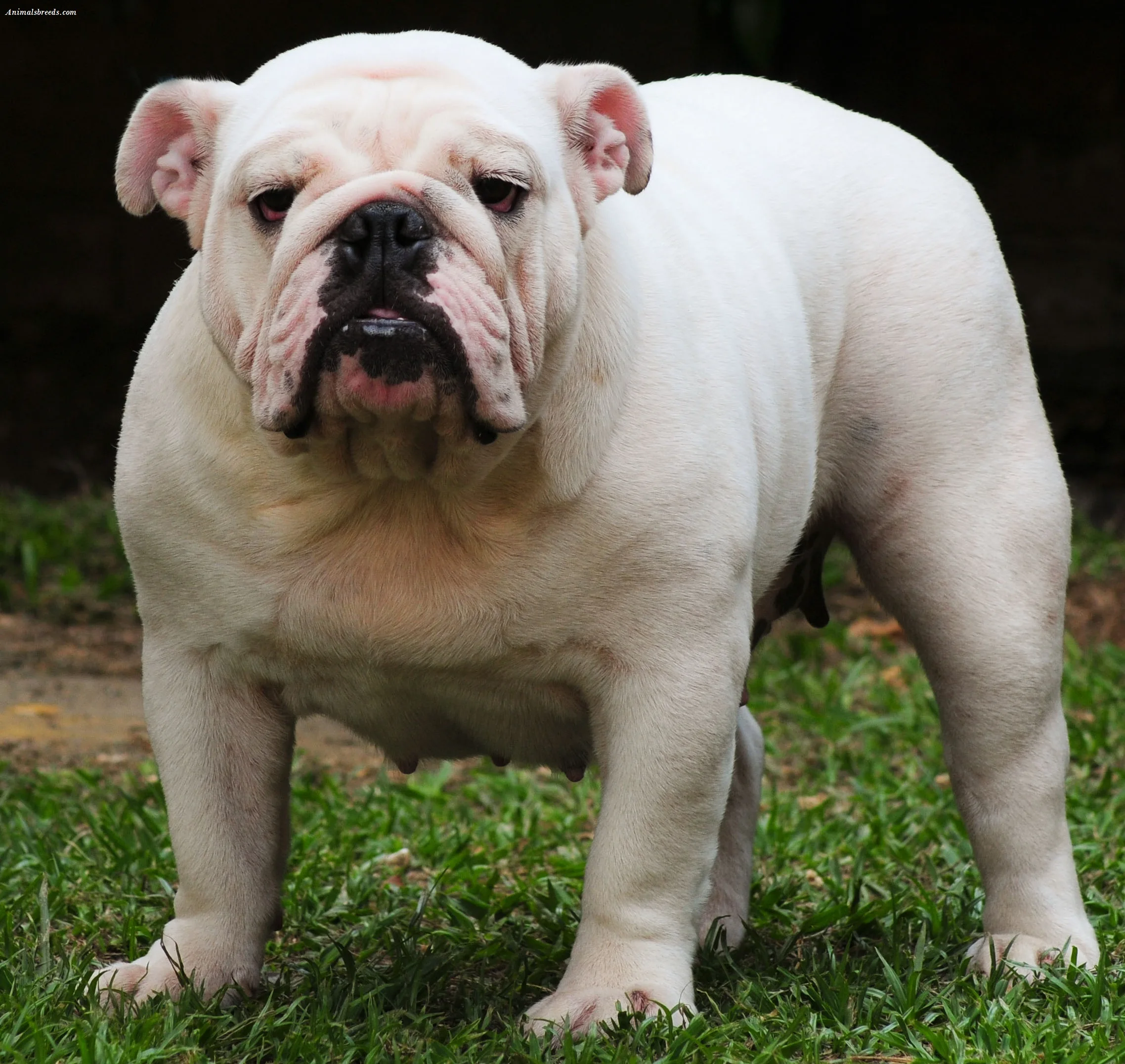 Bulldog Puppies Rescue Pictures Information Temperament Characteristics Animals Breeds