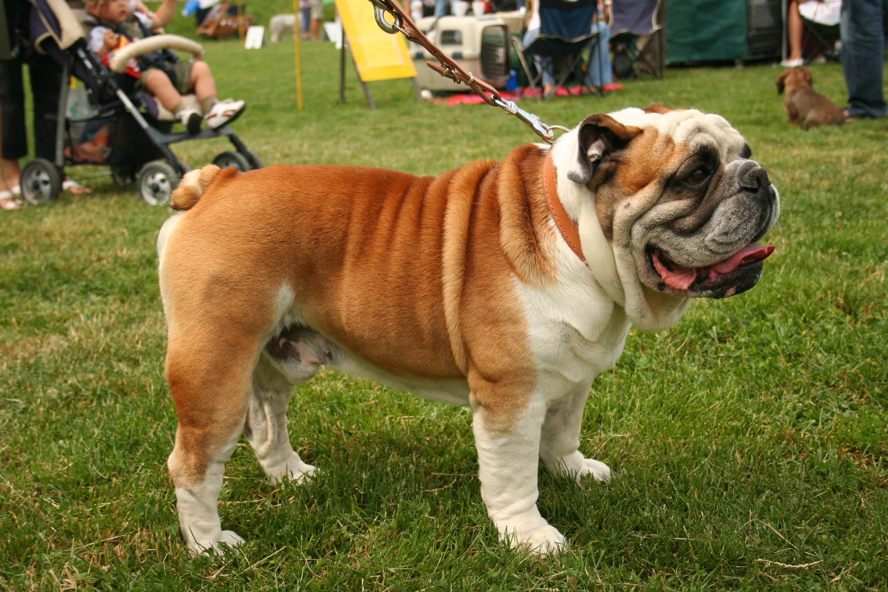 Bulldog Puppies Rescue Pictures Information Temperament Characteristics Animals Breeds