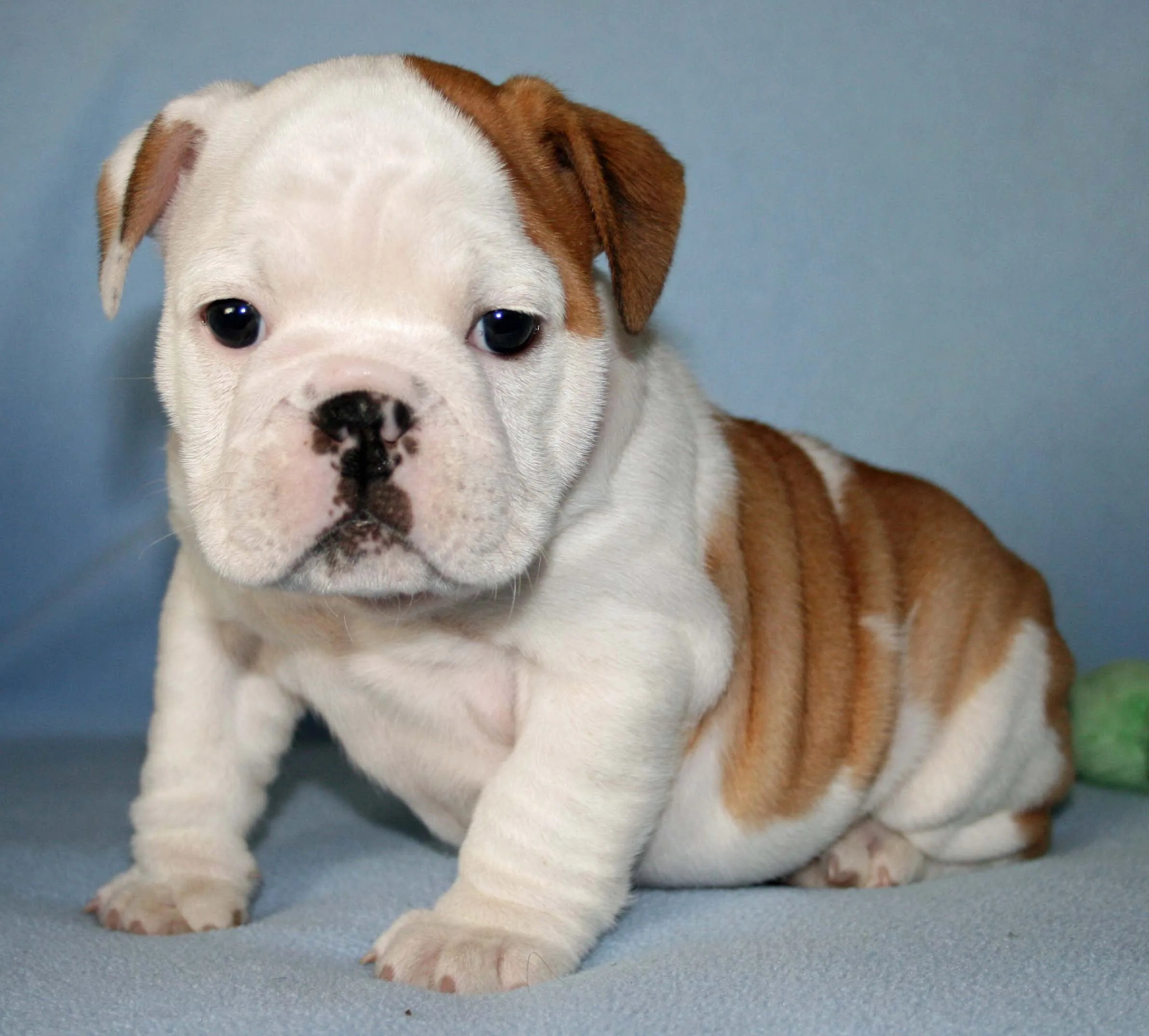 Bulldog Puppies Rescue Pictures Information Temperament Characteristics Animals Breeds