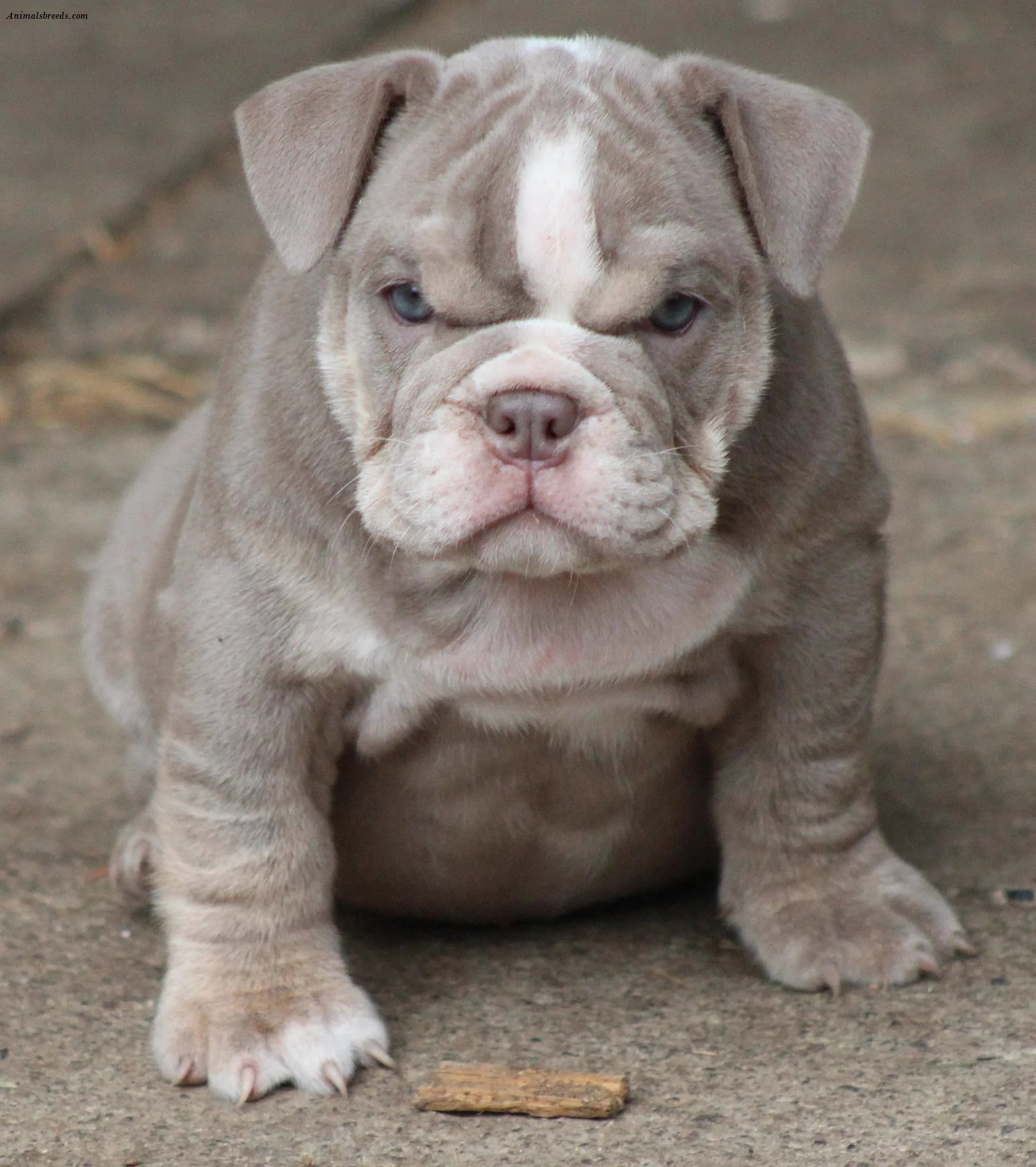 Bulldog Puppies Rescue Pictures Information Temperament Characteristics Animals Breeds