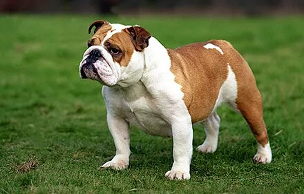 Bulldog Wikipedia
