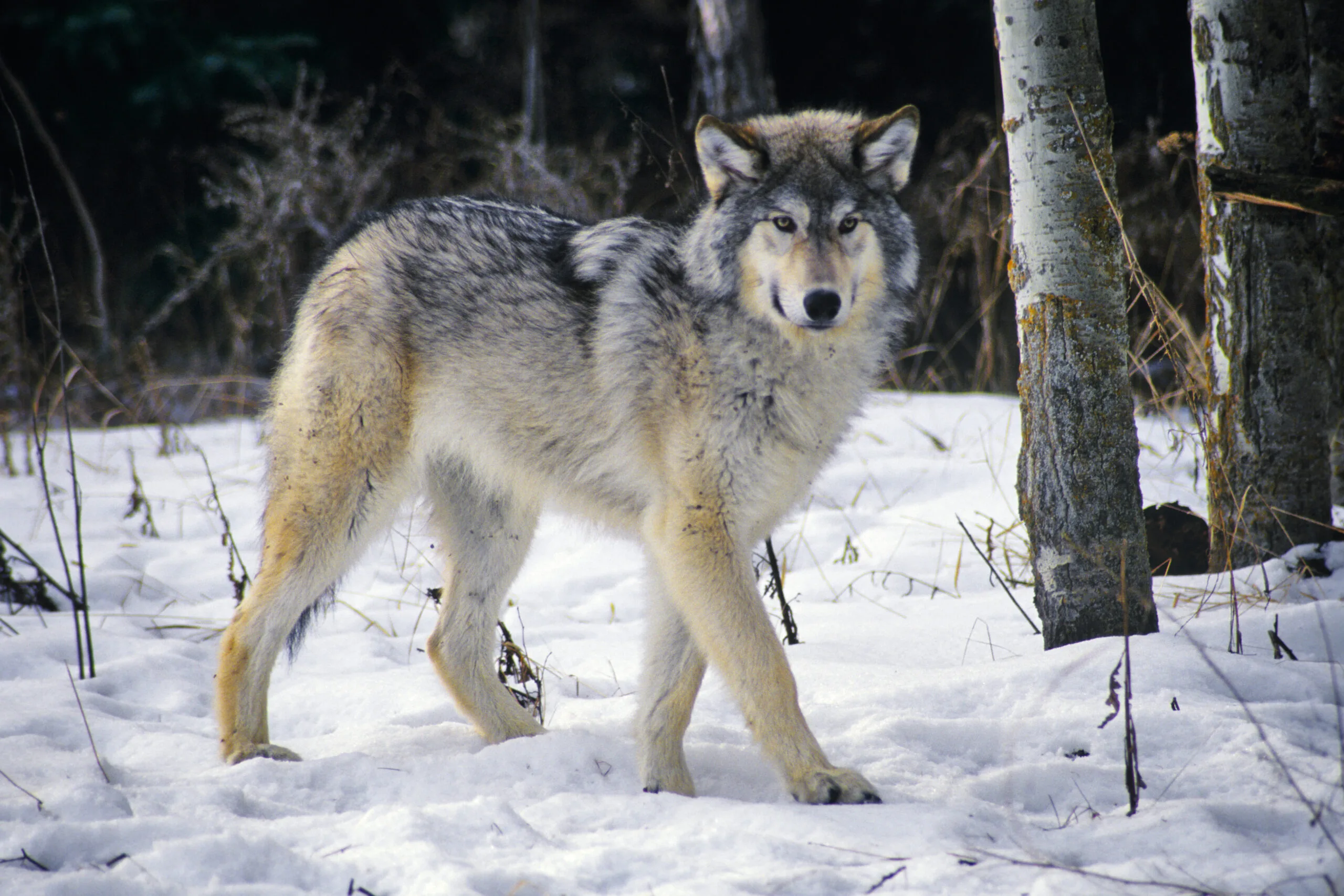 Can Wolves And Beavers Help Save The West From Global Warming Inside Climate News