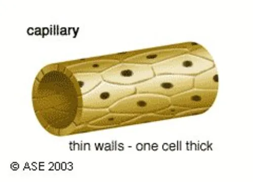 Capillary Diagram Teaching Resources