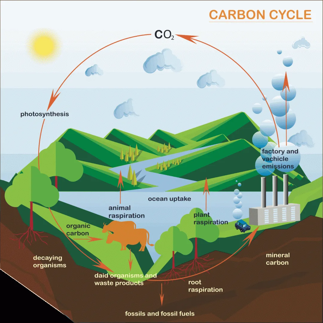 Carbon Cycle A Level Geography