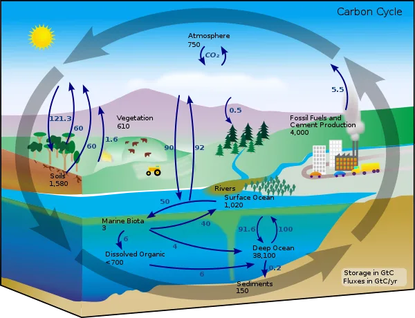 Carbon Cycle And Oxygen Cycle Easy Peasy All In One High School