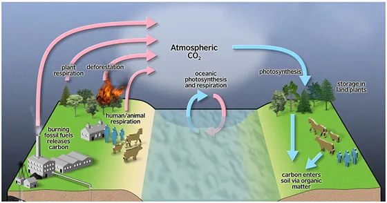 Carbon Cycle Definition Explanation Carbon Cycle Diagram