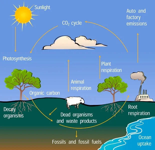 Carbon Cycle Diagram Center For Science Education