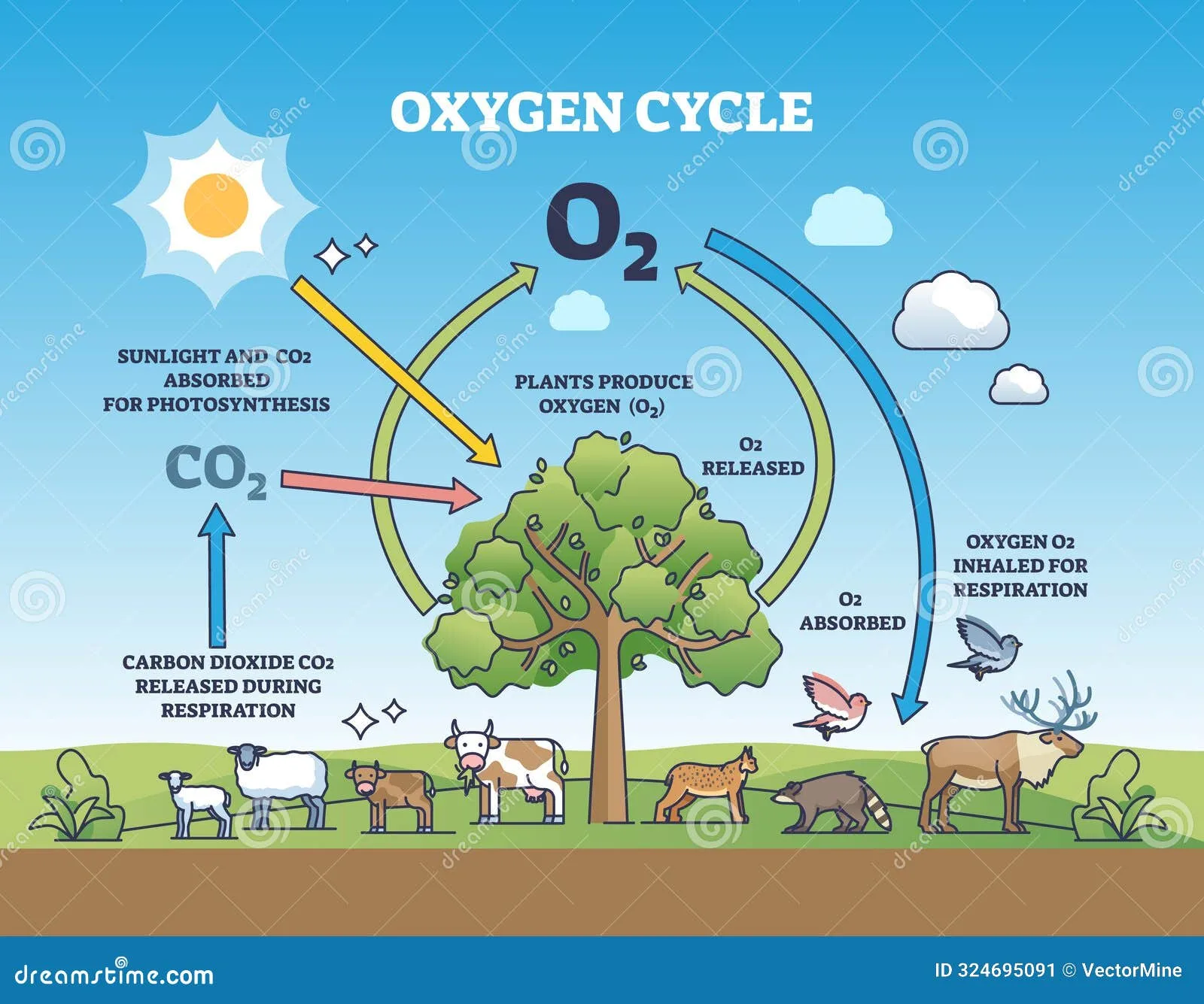 Carbon Dioxide Cycle Diagram