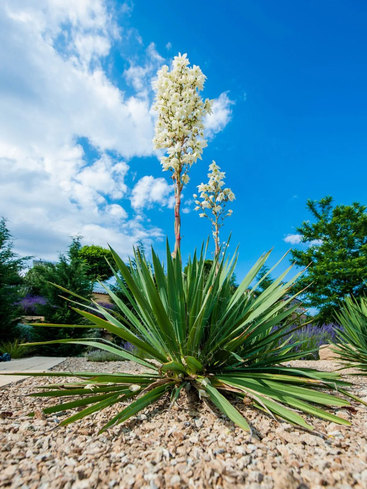 Caring For Yuccas Following Blooms Cutting Yucca Flower Stalks