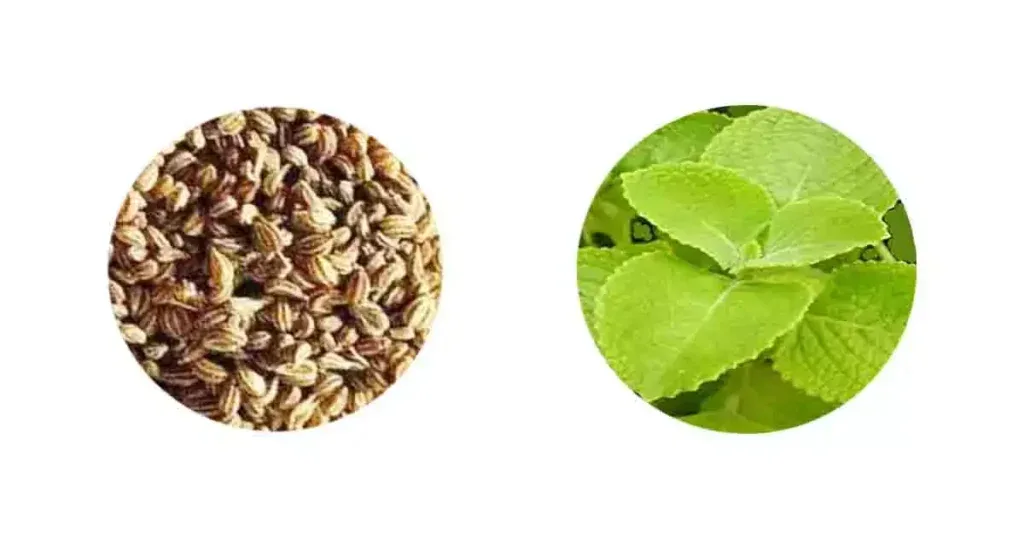 Carom Seeds Or Ajwain In Marathi 7 Benefits Nutrient Price Etc