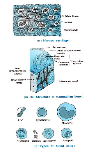 Cartilage Connective Tissue Diagram