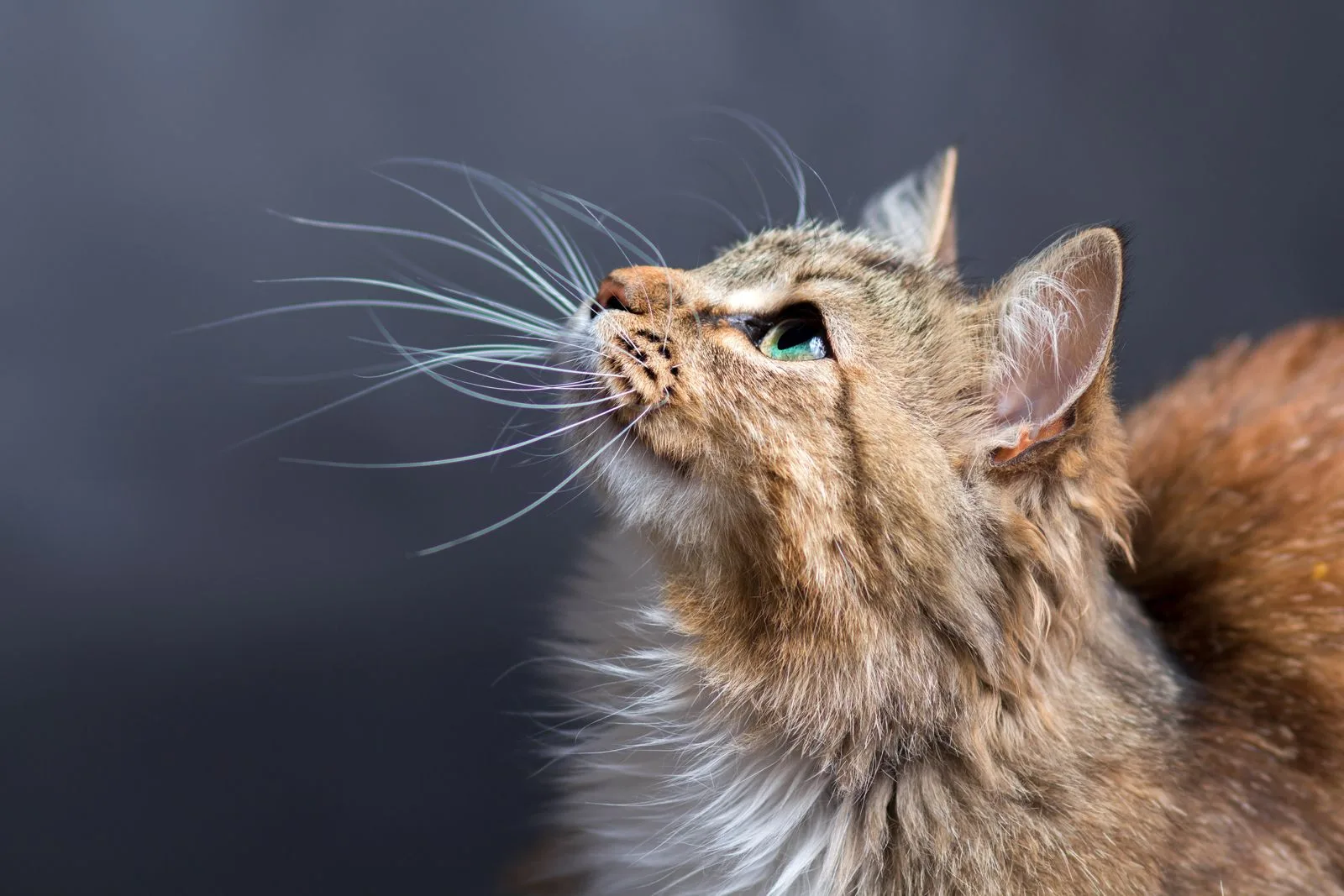Cat Breeds Origins History Body Types Senses Behavior Heredity Britannica